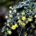 迎春花