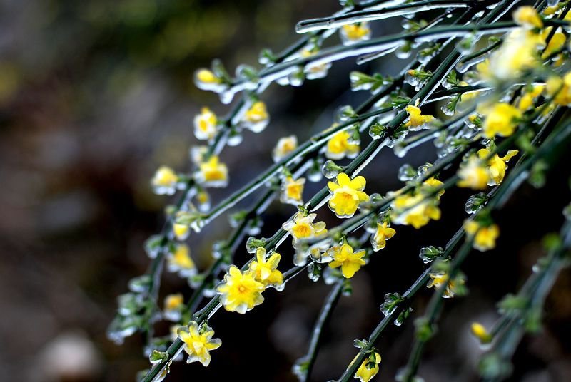 迎春花