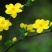 迎春花
