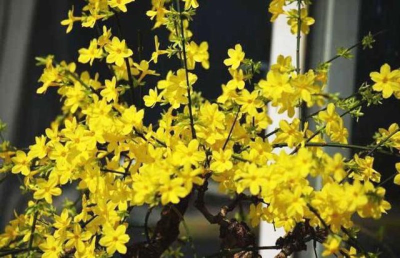 迎春花