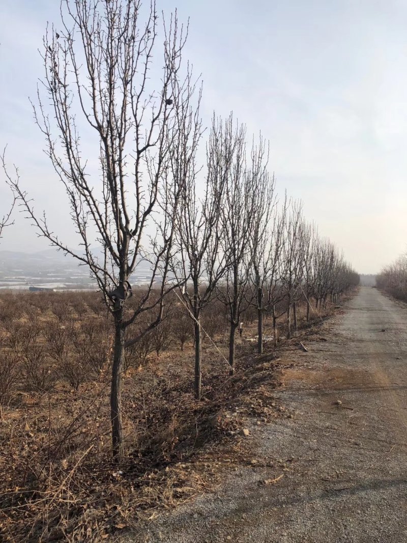 彩叶豆梨娜塔莉蓝冰柏苗圃大量供应大小规格均有