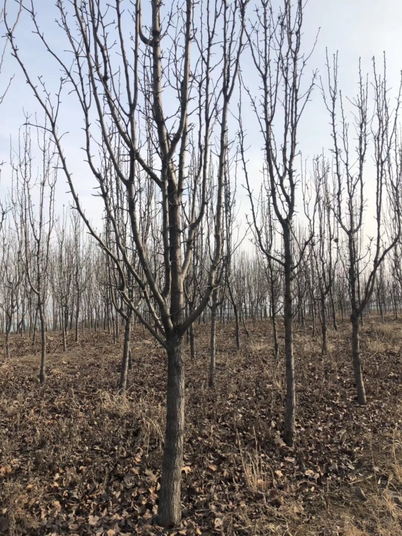 彩叶豆梨娜塔莉蓝冰柏苗圃大量供应大小规格均有