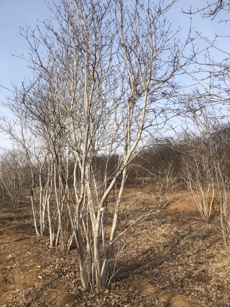 丛生玉兰丛生紫玉兰行道树单杆玉兰广玉兰