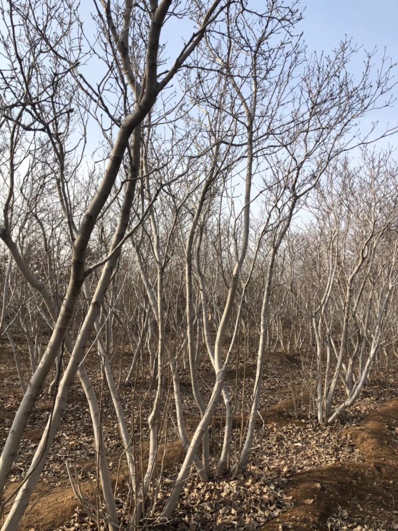 丛生玉兰丛生紫玉兰行道树单杆玉兰广玉兰