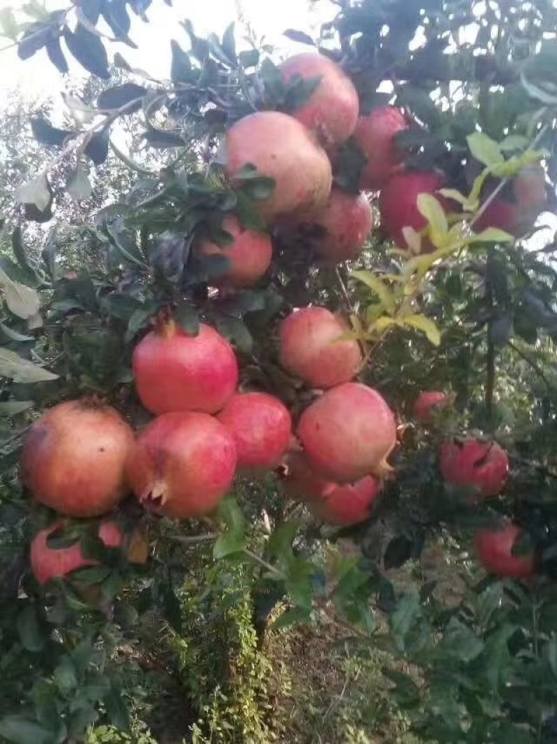 突尼斯软籽石榴树苗免费提供种植技术，石榴又大又甜又好