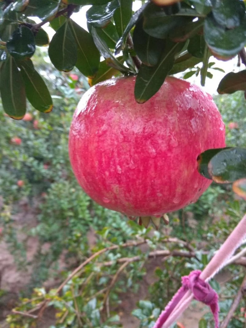 突尼斯软籽石榴树苗免费提供种植技术，石榴又大又甜又好