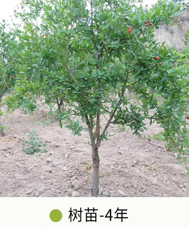 突尼斯软籽石榴树苗免费提供种植技术，石榴又大又甜又好