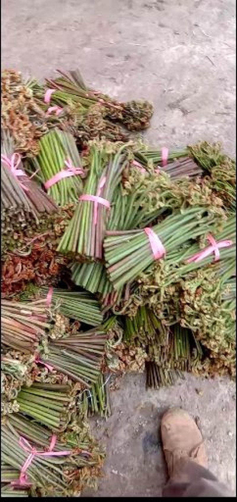 野菜特菜