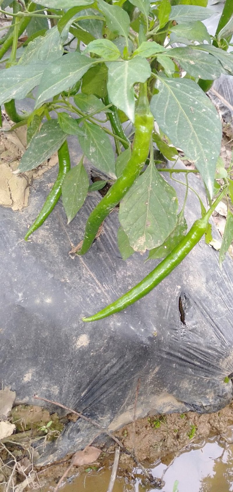 漂亮线椒