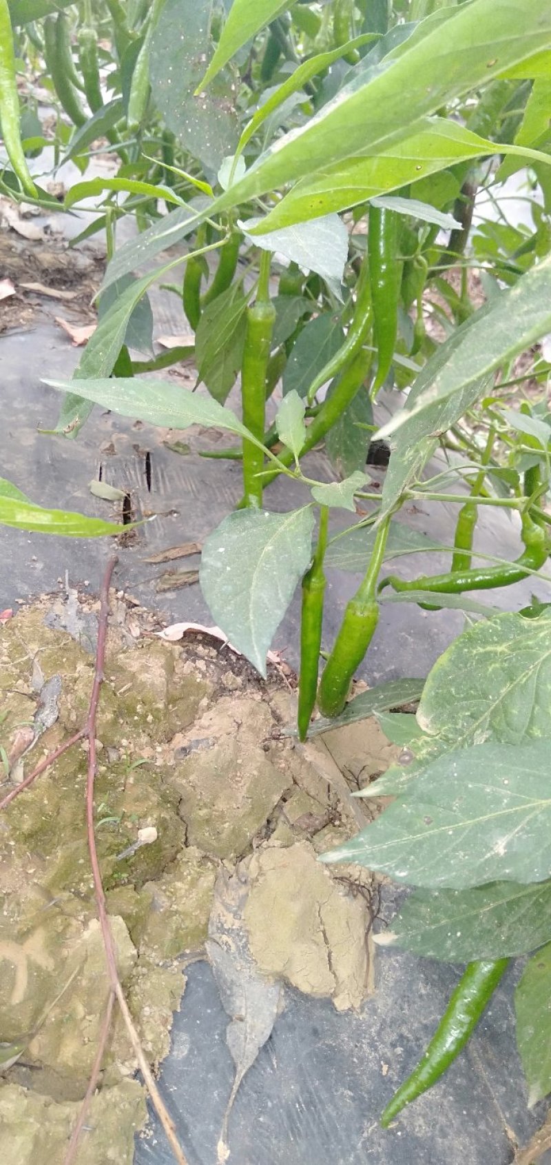 漂亮线椒