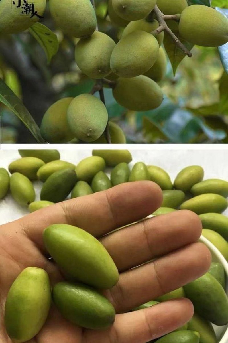 【有好货】橄榄苗2年嫁接苗包邮