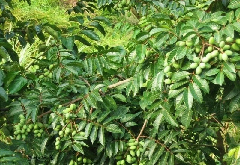 【有好货】橄榄苗2年嫁接苗包邮