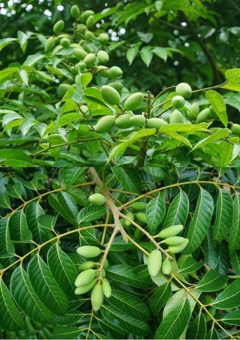 【有好货】橄榄苗2年嫁接苗包邮