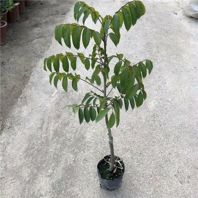 【有好货】橄榄苗2年嫁接苗包邮