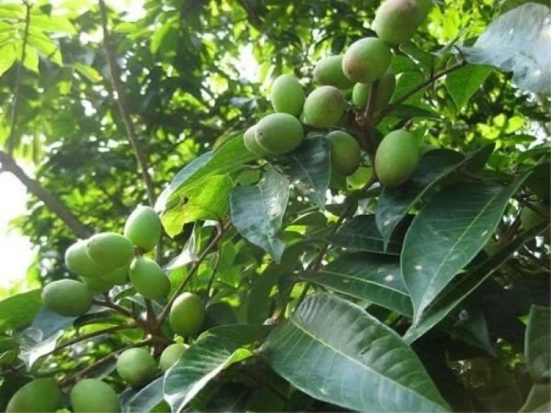 【有好货】橄榄苗2年嫁接苗包邮