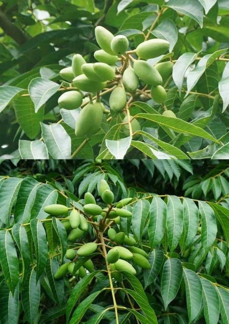 【有好货】橄榄苗2年嫁接苗包邮
