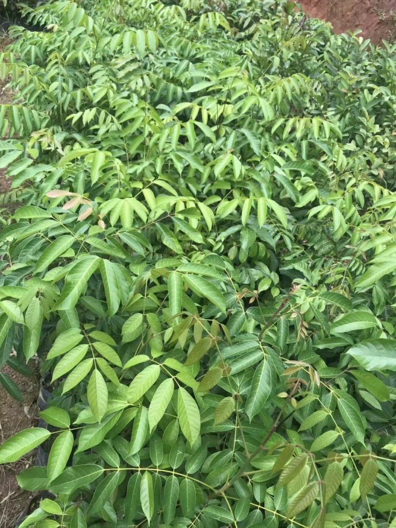 【有好货】橄榄苗2年嫁接苗包邮