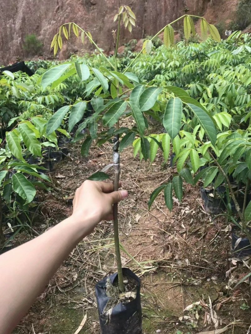 【有好货】橄榄苗2年嫁接苗包邮