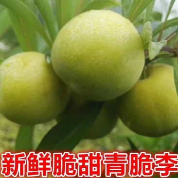 【李子苗】冰糖李子苗李子苗嫁接苗包邮