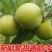 【李子苗】冰糖李子苗李子苗嫁接苗包邮