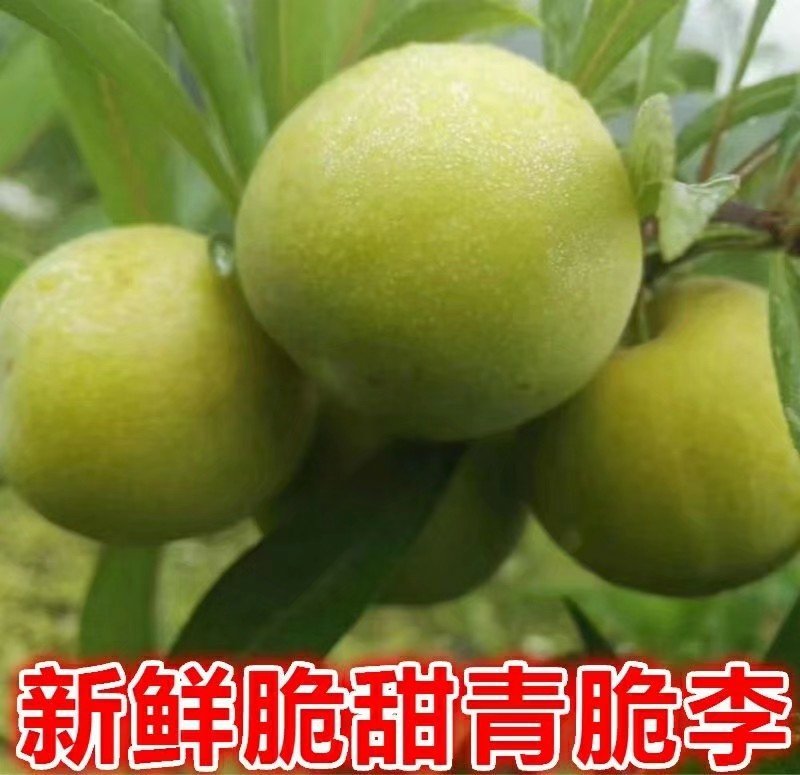 【李子苗】冰糖李子苗李子苗嫁接苗包邮