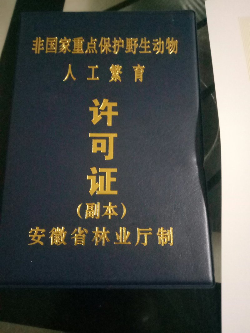 供应青蛙苗，包技术，包回收，一站式服务