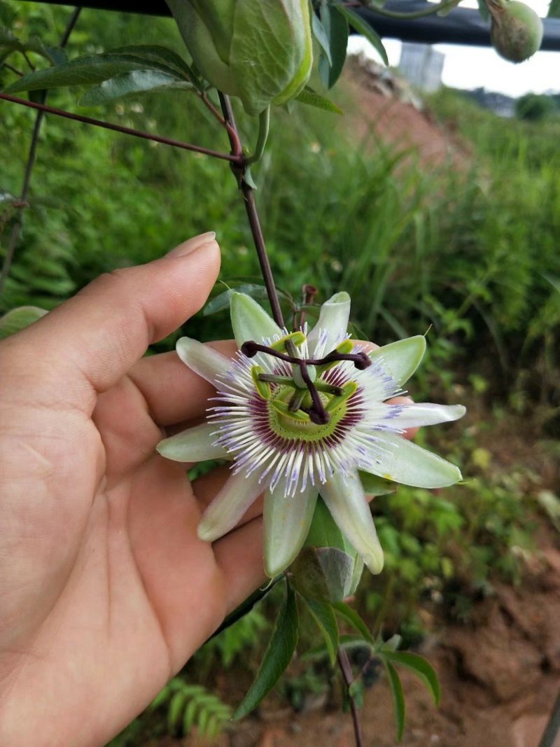 【有好货】百香果苗蓝冠百香果苗20棵起批包邮