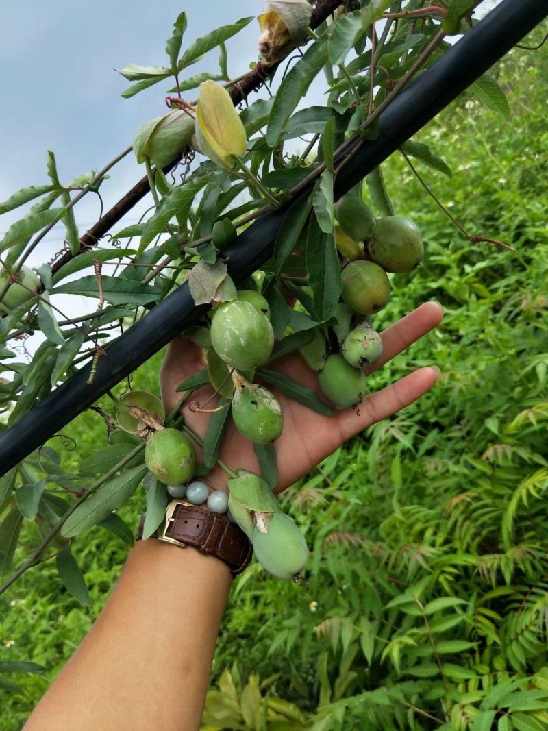 【有好货】百香果苗蓝冠百香果苗20棵起批包邮