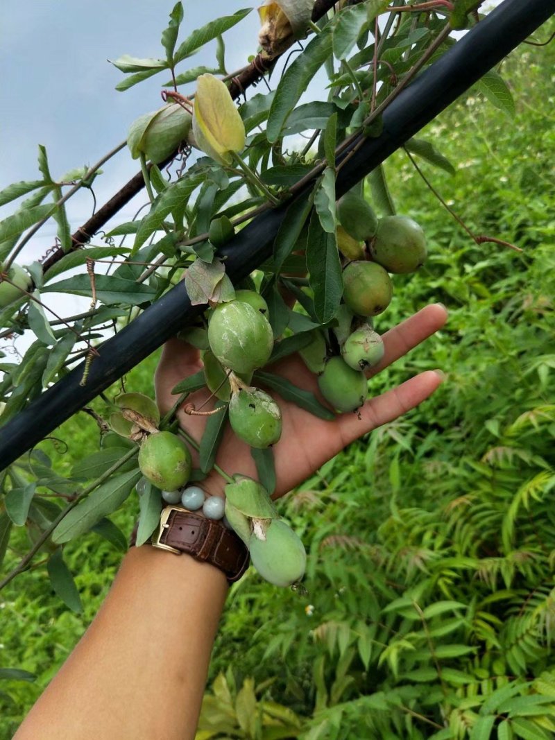 【有好货】百香果苗蓝冠百香果苗20棵起批包邮