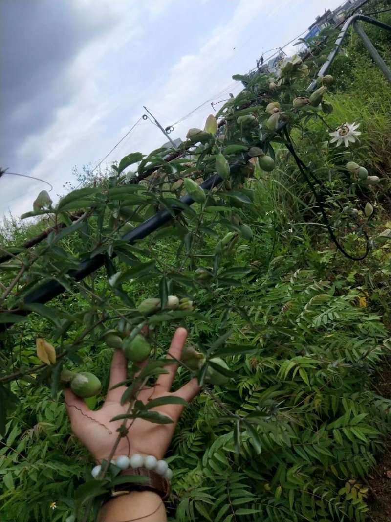 【有好货】百香果苗蓝冠百香果苗20棵起批包邮