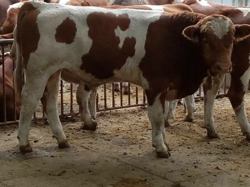 厂家直销西门塔尔牛犊肉牛一手货源物美价廉，量大从优