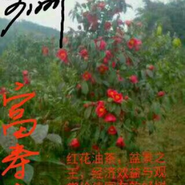 红花大果高产油茶苗，60公分高2~3年将开花苗，)