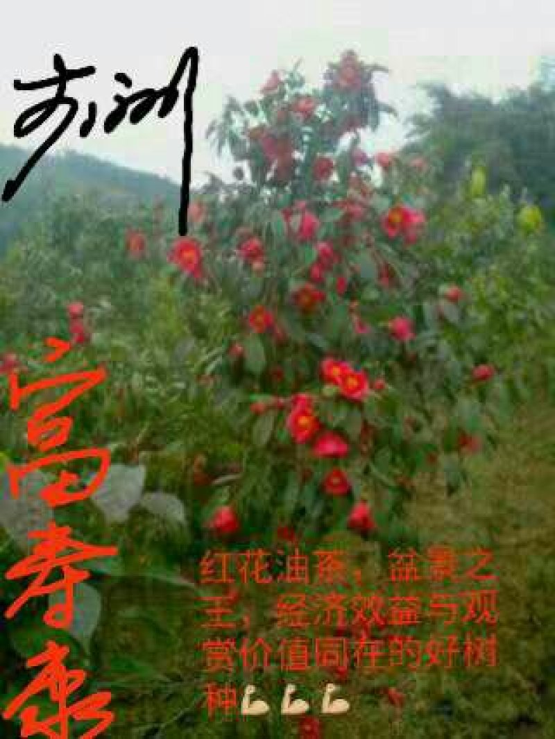 红花大果高产油茶苗，60公分高2~3年将开花苗，)