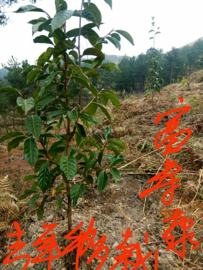 红花大果高产油茶苗，60公分高2~3年将开花苗，)