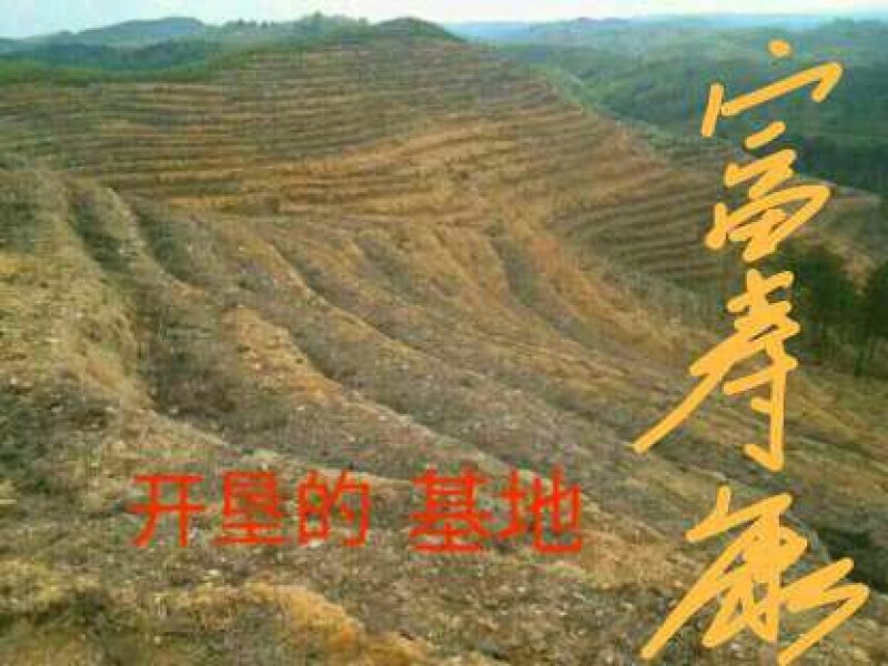 红花大果高产油茶苗，60公分高2~3年将开花苗，)