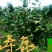 红花大果高产油茶苗，60公分高2~3年将开花苗，)