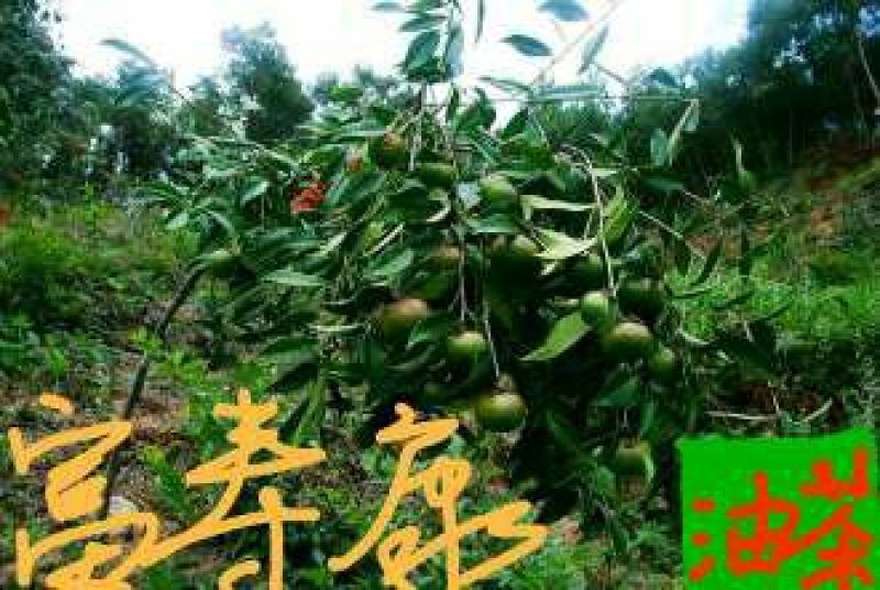 红花大果高产油茶苗，60公分高2~3年将开花苗，)