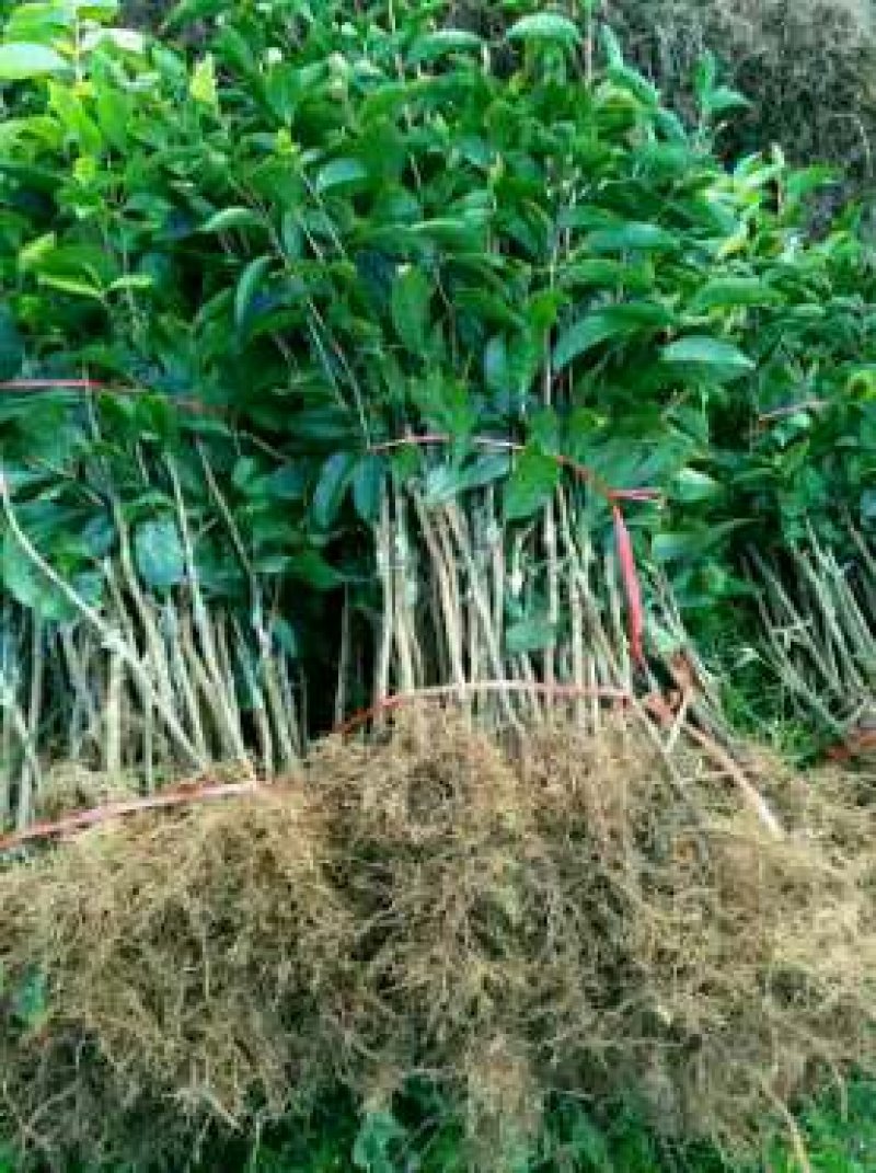 红花大果高产油茶苗，60公分高2~3年将开花苗，)