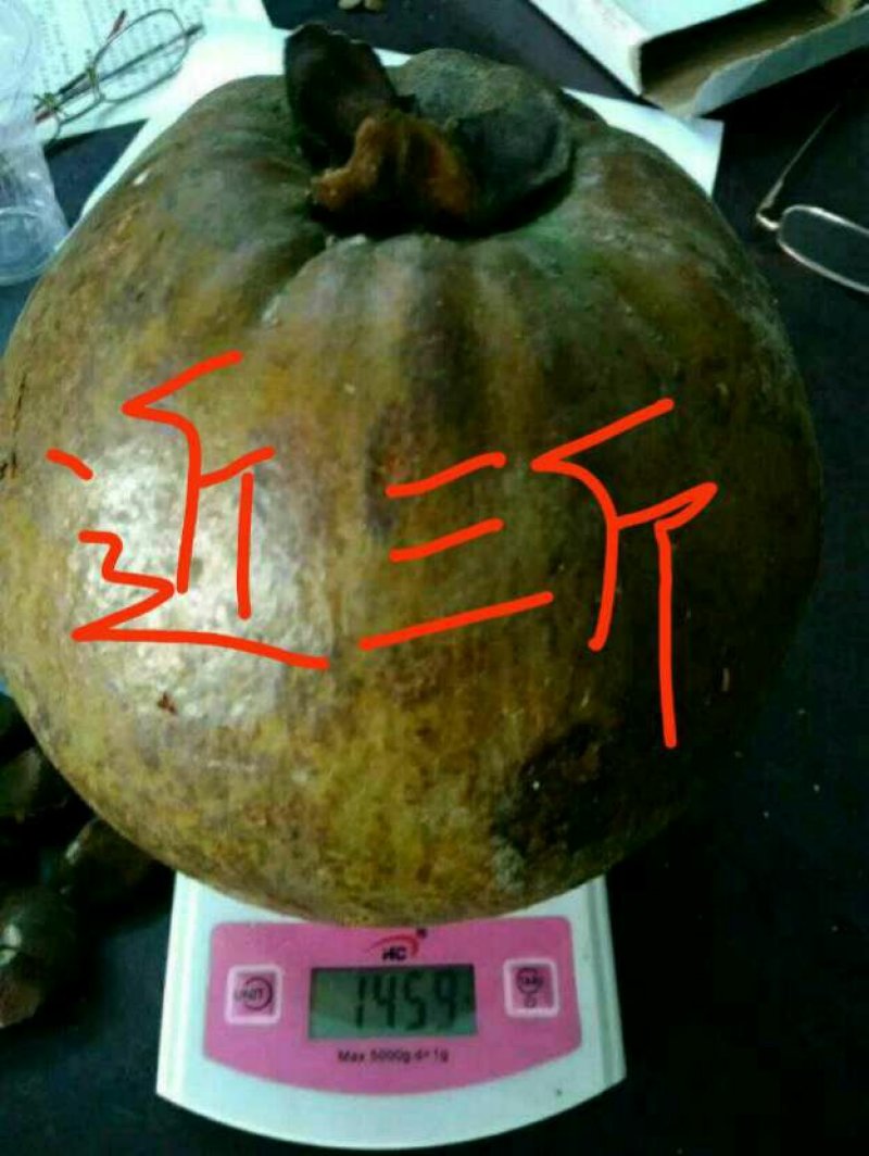 红花大果高产油茶苗，60公分高2~3年将开花苗，)