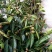 红花大果高产油茶苗，60公分高2~3年将开花苗，)