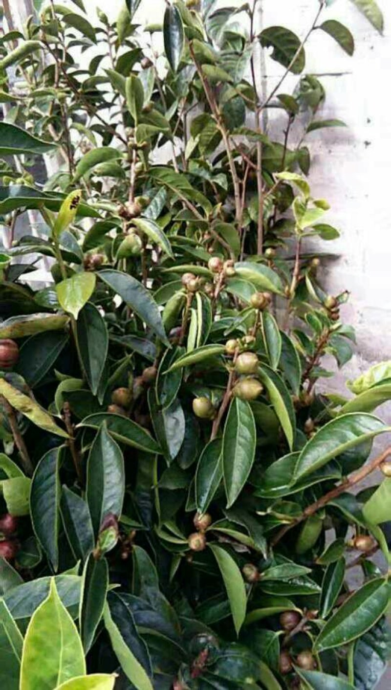 红花大果高产油茶苗，60公分高2~3年将开花苗，)