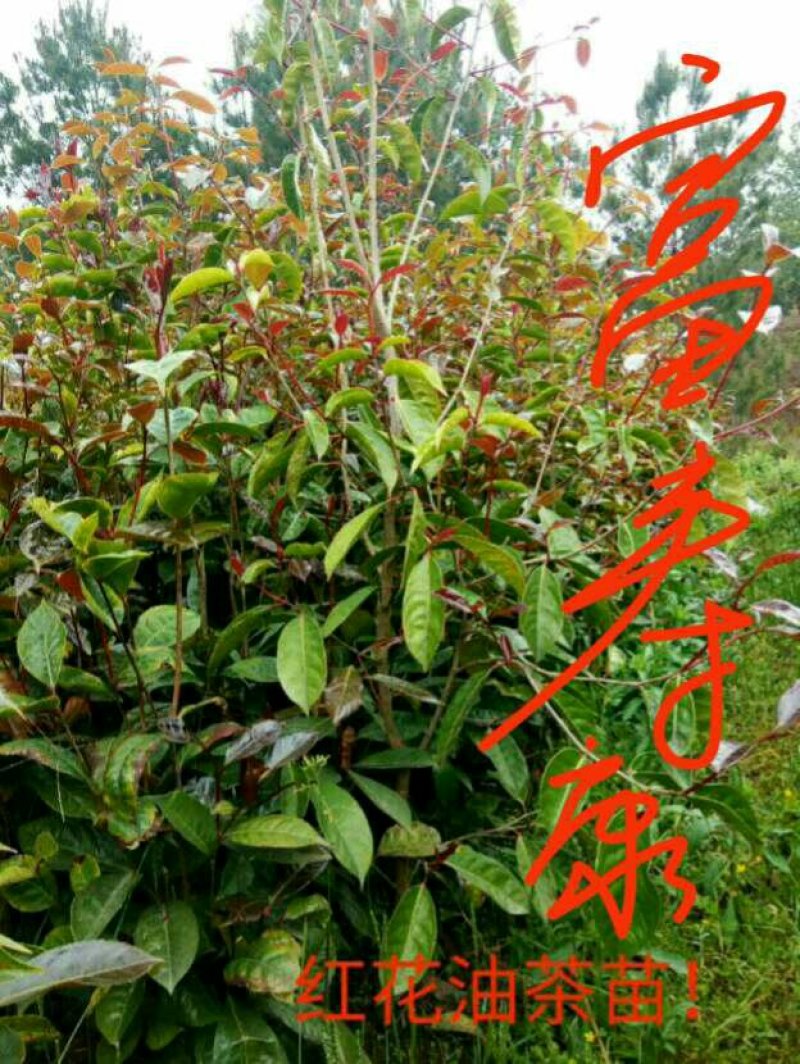 红花大果高产油茶苗，60公分高2~3年将开花苗，)