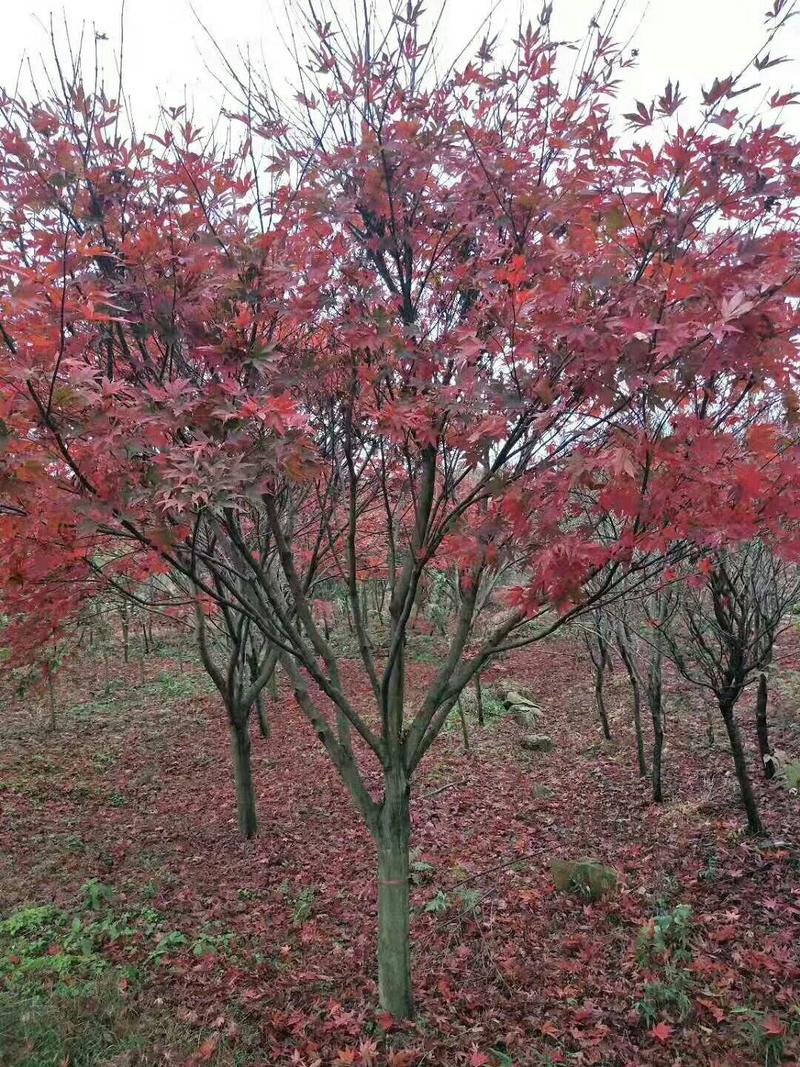 苗圃2-10cm红枫.美国红枫.日本红枫.红枫小苗