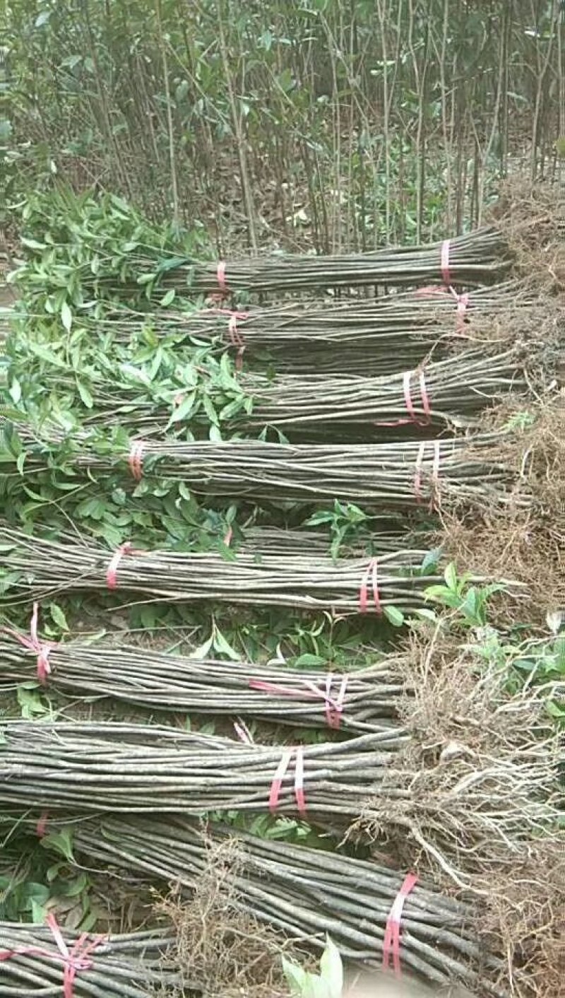 桂花小苗高度1.5米