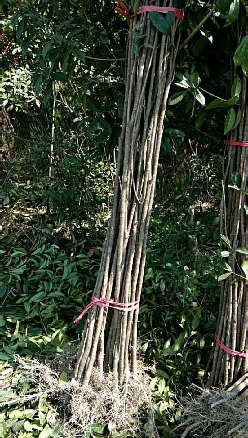 桂花小苗高度1.5米