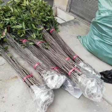 桂花小苗高度1.5米