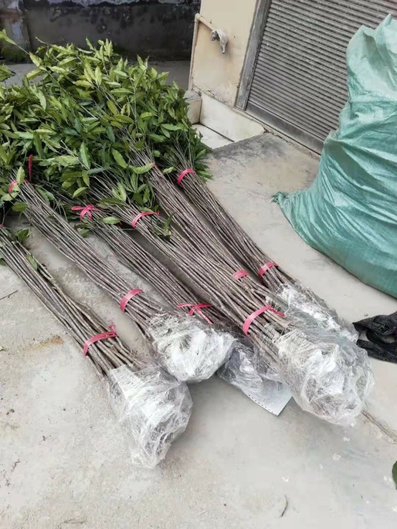 桂花小苗高度1.5米