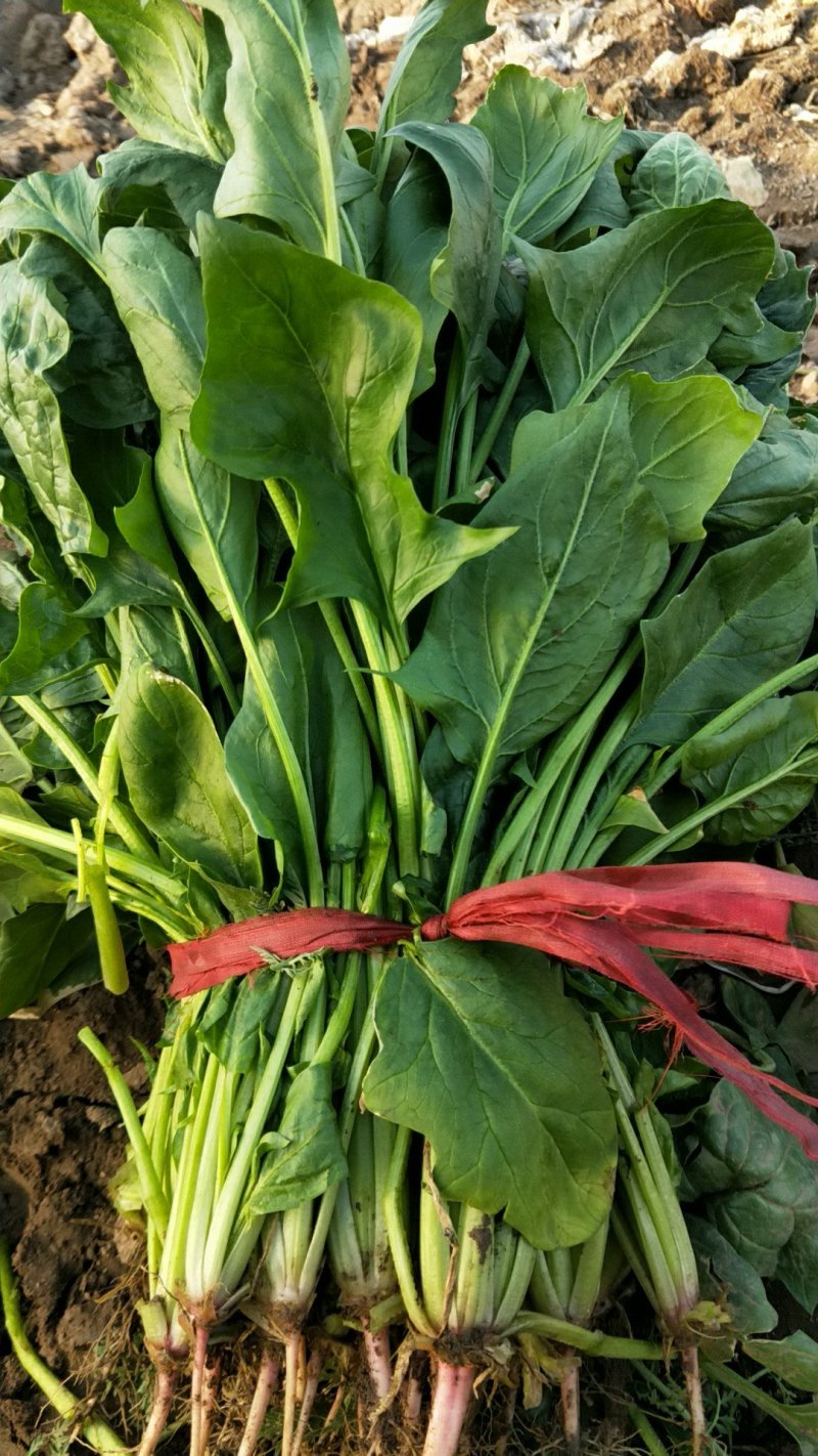 菠菜