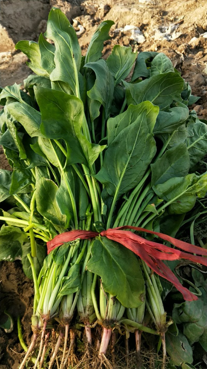 菠菜