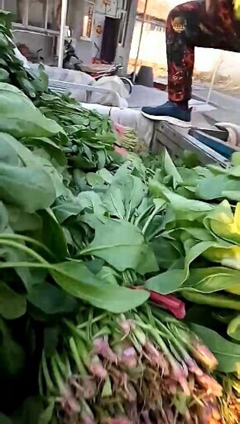 杆菠菜，